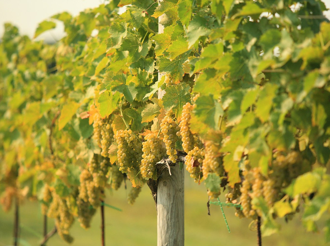 4JG's Orchards & Vineyards景点图片