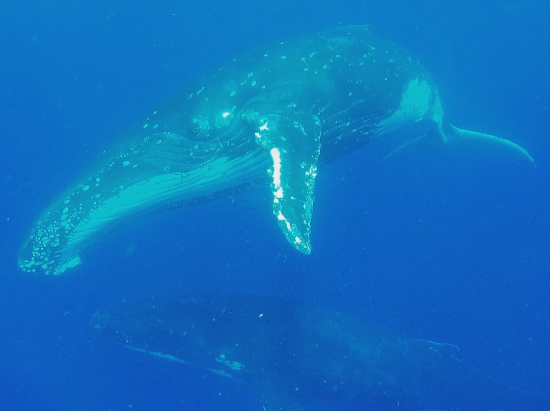 Dolphin Pacific Diving and Whale Watching景点图片