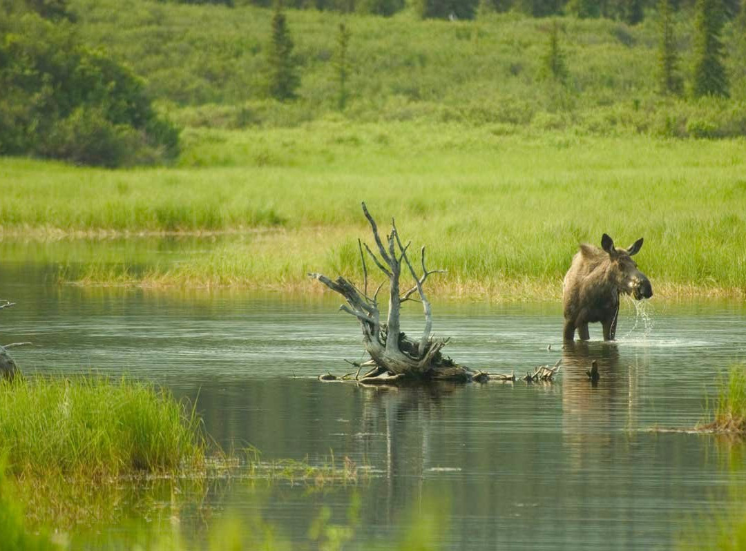 Adventure Alaska Tours景点图片