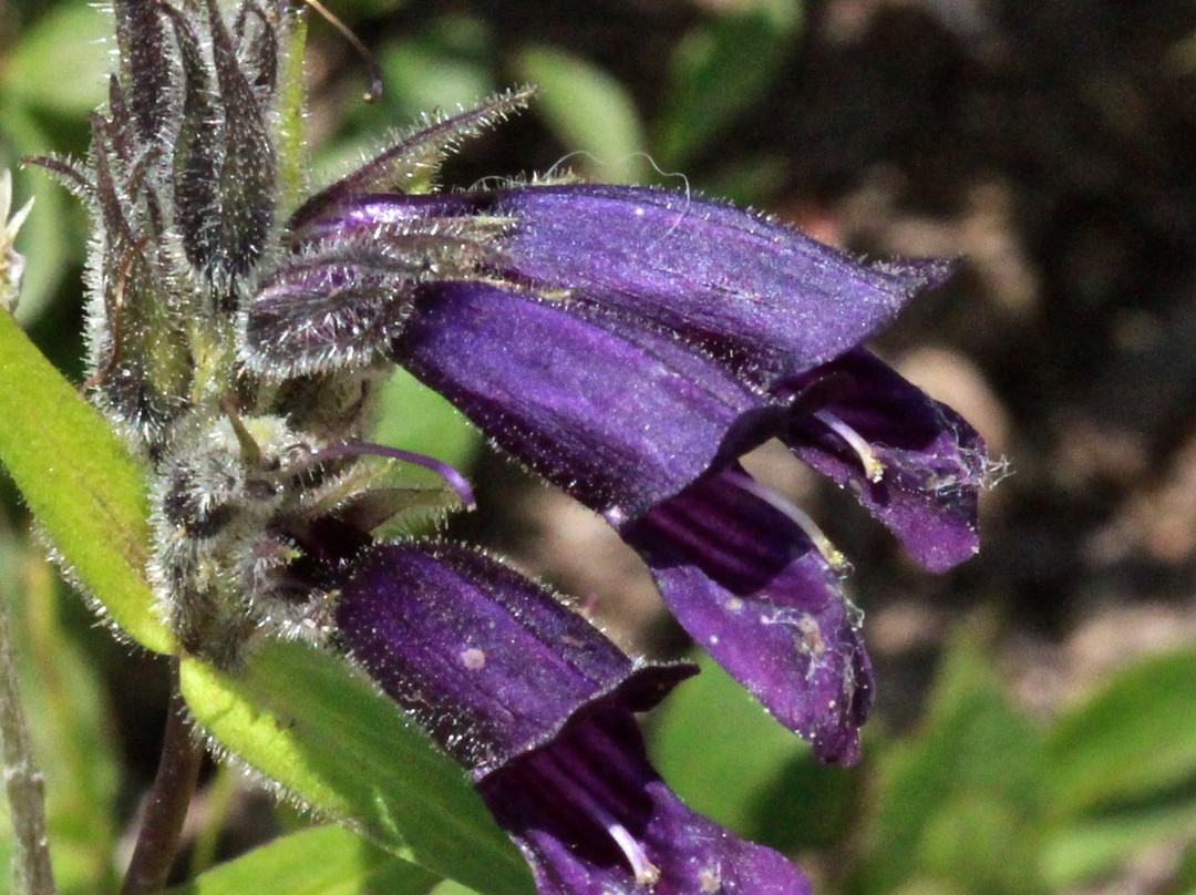 Linkins Lake Trail-阿斯蓬必去景点