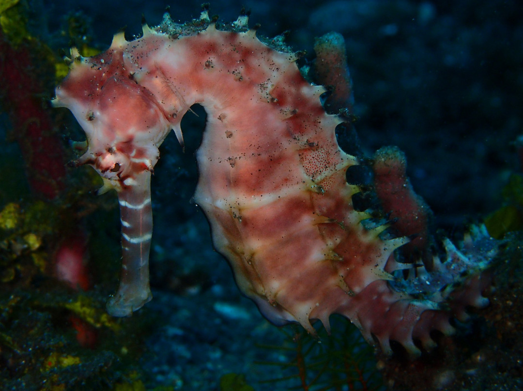 水游天堂潜水中心-图兰本必去景点
