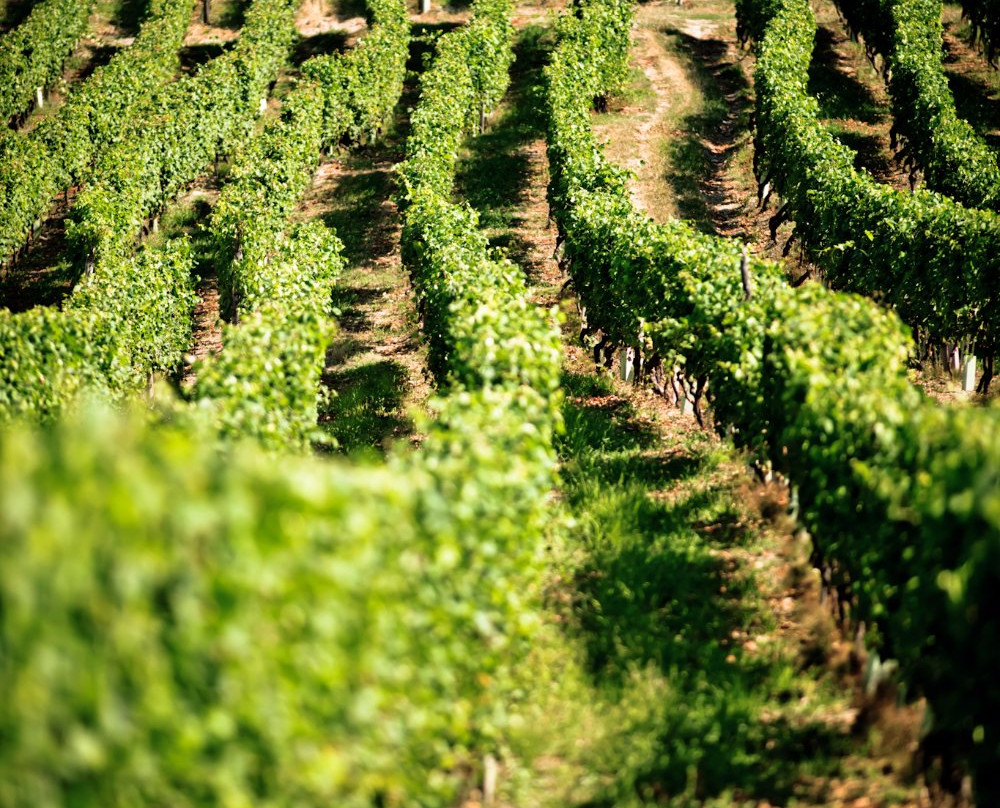 Bussi Piero Winery-Calosso必去景点