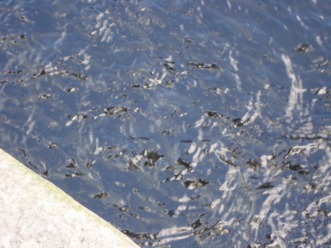 Walhalla State Fish Hatchery景点图片