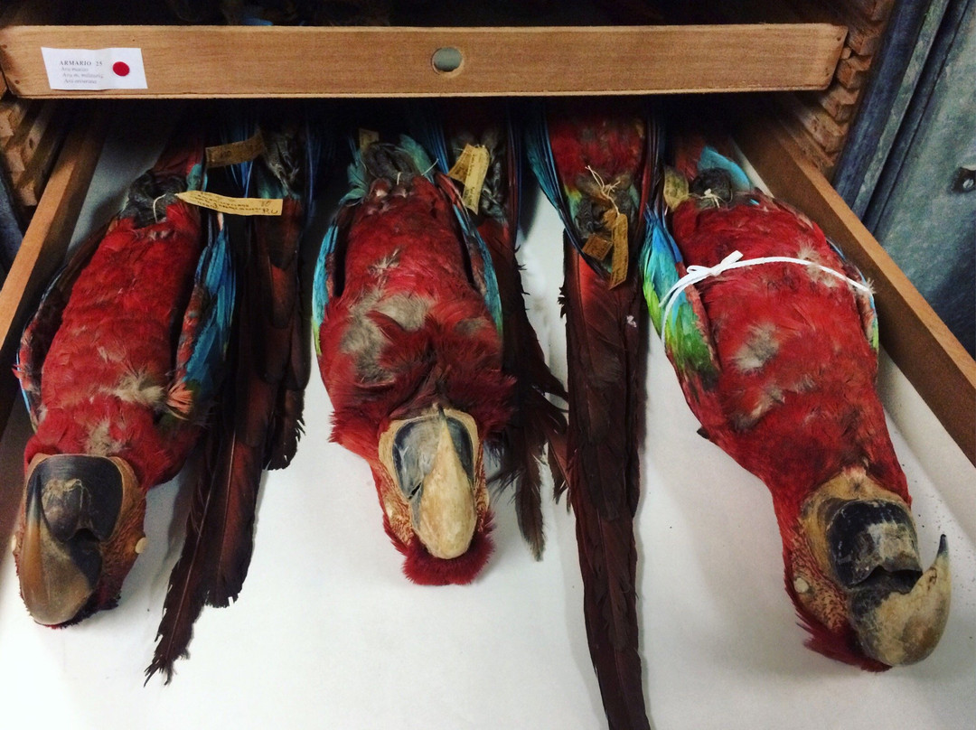 Coleccion Ornitologica William H. Phelps-加拉加斯必去景点