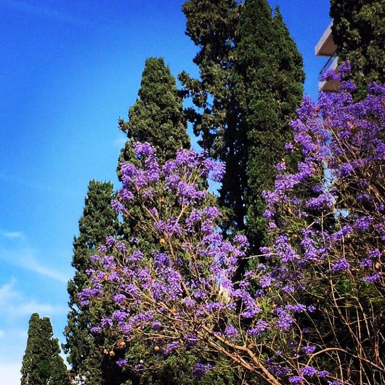 Bliss Street-贝鲁特必去景点