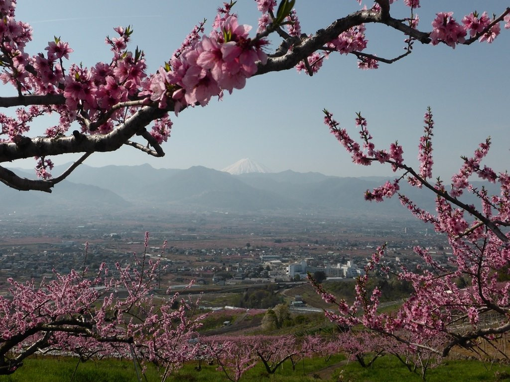 Yamanashi City Peach Fields-山梨市必去景点