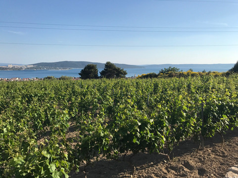 The Art of Wine-斯普利特必去景点