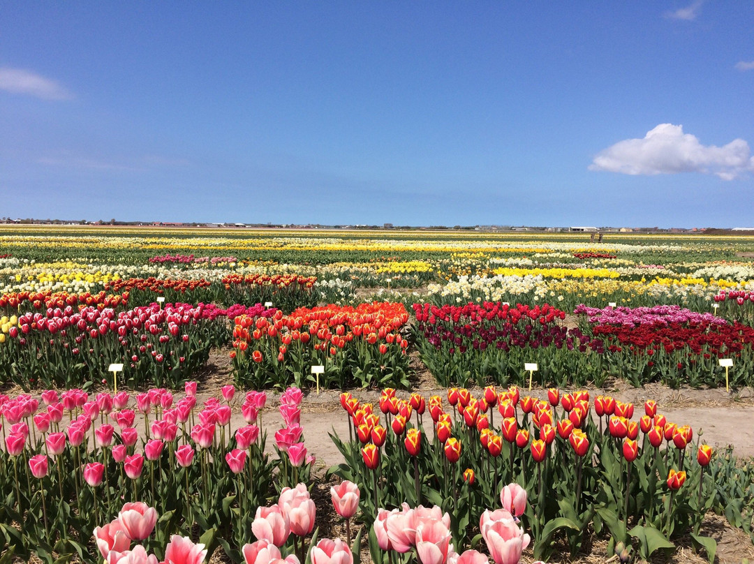Floratuin景点图片