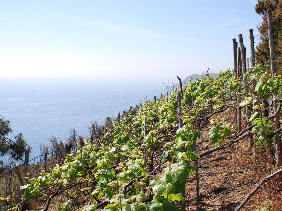 Pako Bike-拉斯佩齐亚必去景点