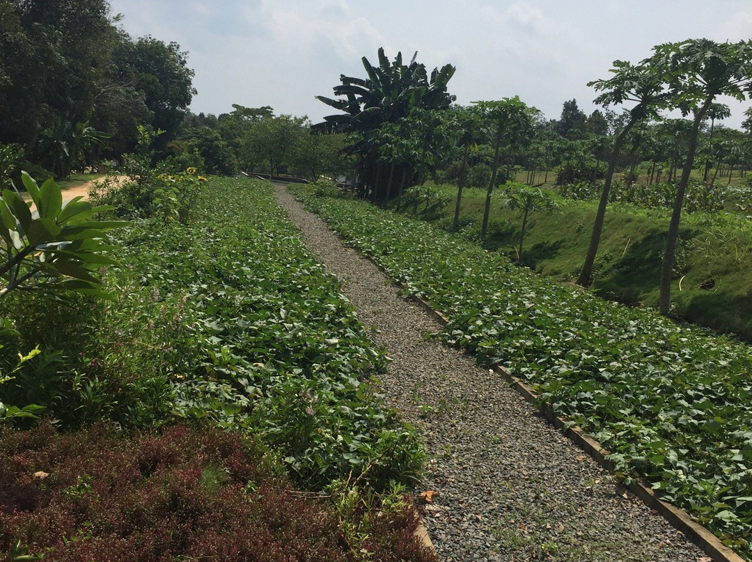 Bintan Eco Farm景点图片
