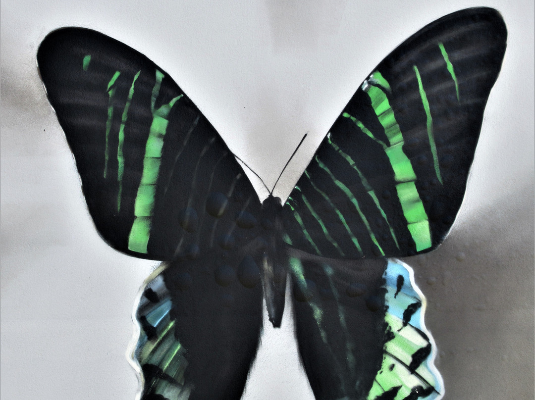 Fresque "Collection de papillons"-蒂永维尔必去景点