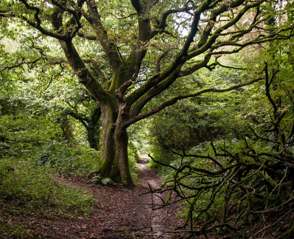 Quantock Hills Area of Outstanding Natural Beauty景点图片