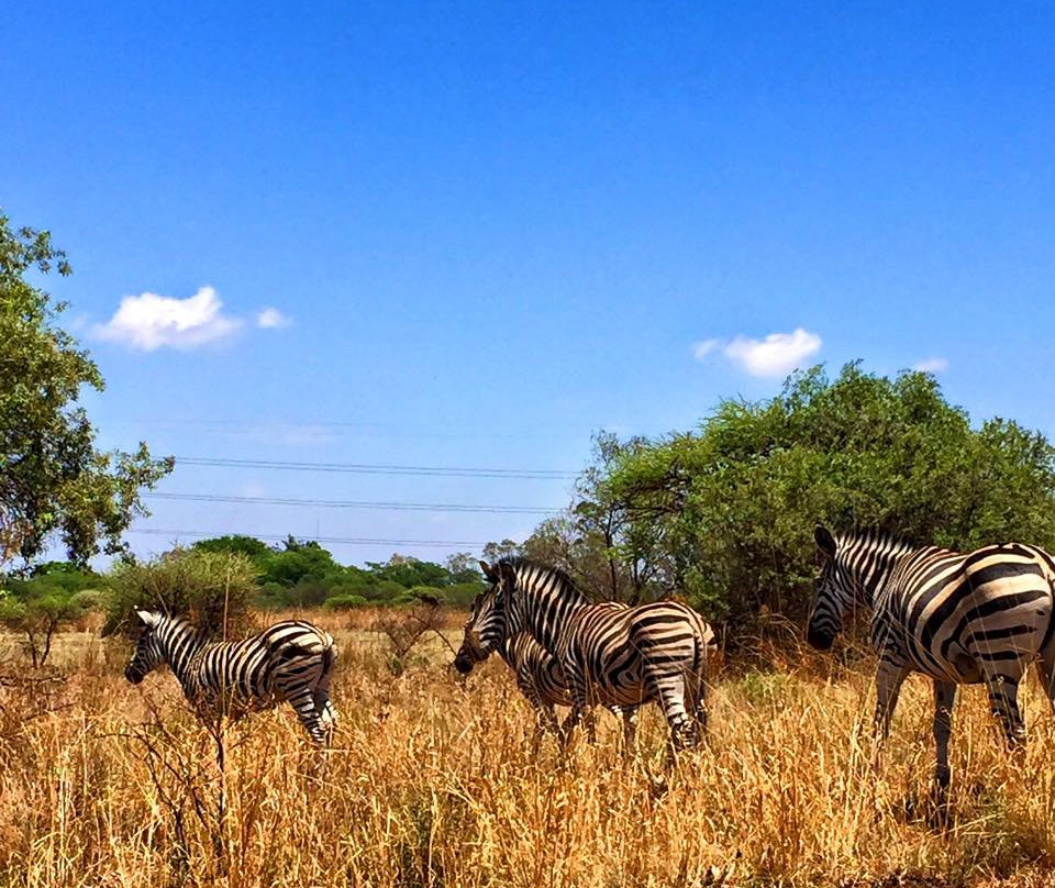 Buffelsdrift Trail Park-比勒陀利亚必去景点