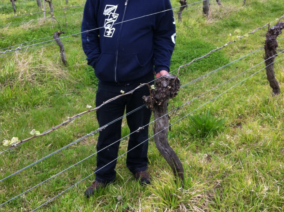 Wrights Vineyard & Winery-Manutuke必去景点