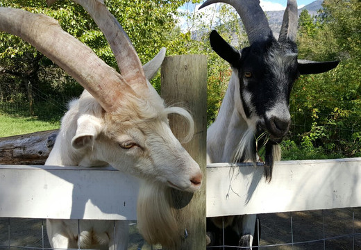 Swiller's Pond Petting Farm-Oliver必去景点