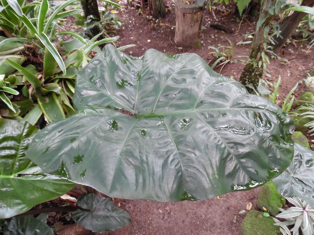 Aprovaca (The Orchid Nursery & Conservation Center)景点图片