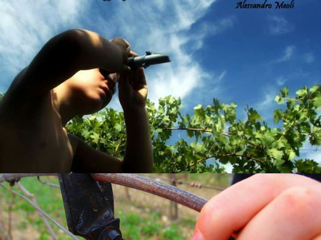 Azienda Agricola Meoli景点图片
