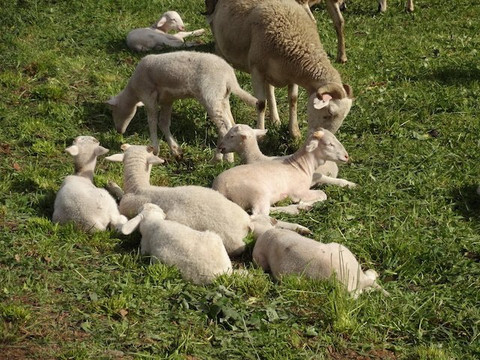 Eglise Saint-Michel-Viella必去景点