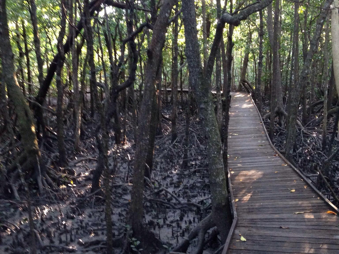 The Jack Barnes Bicentennial Mangrove Boardwalk-爱罗格伦必去景点