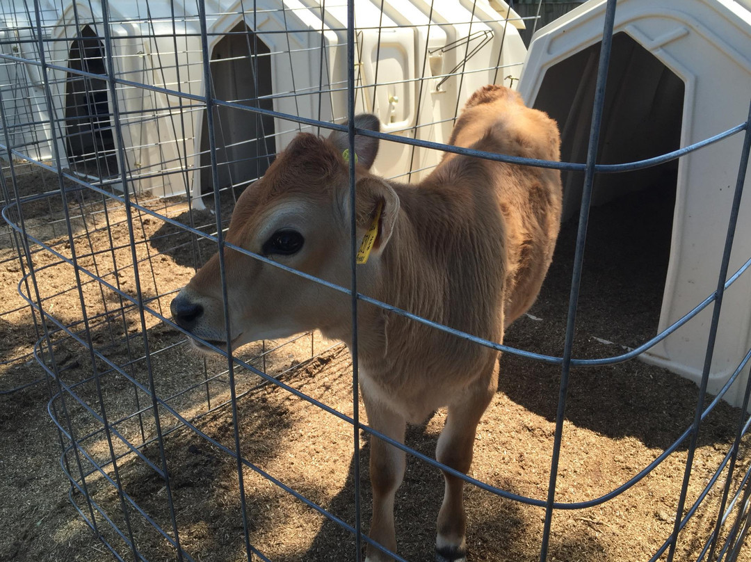 Homeland Creamery-Julian必去景点
