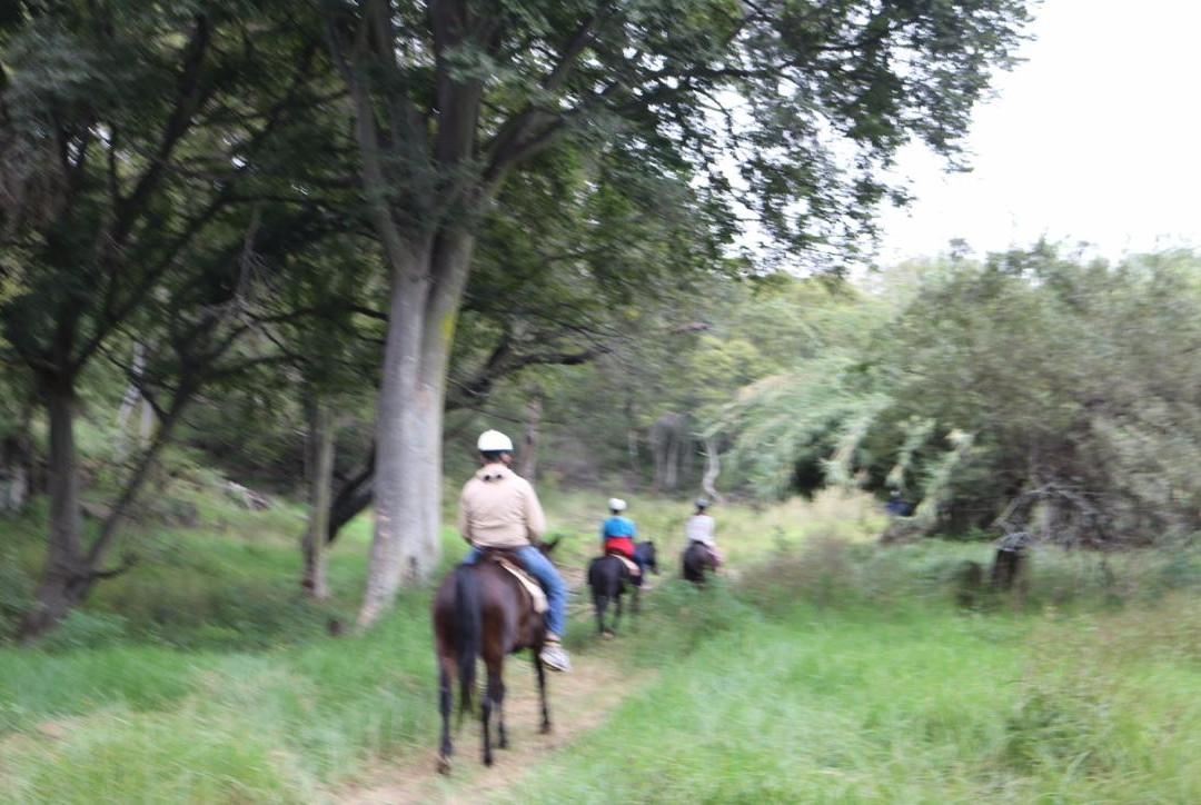 African Horse Safaris景点图片