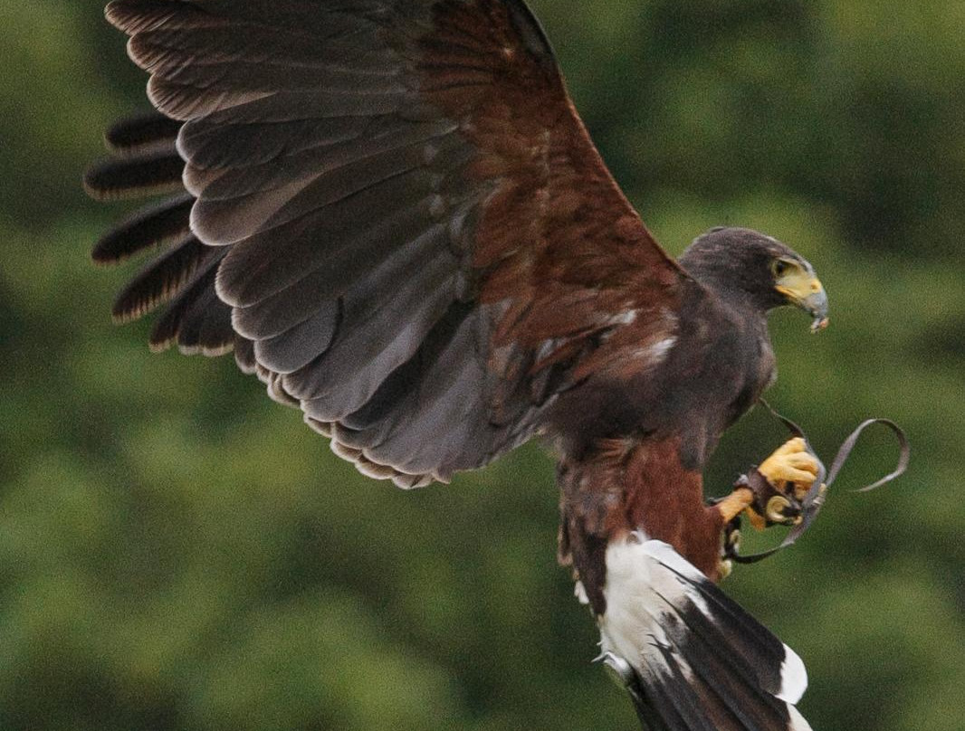 Sussex Falconry景点图片