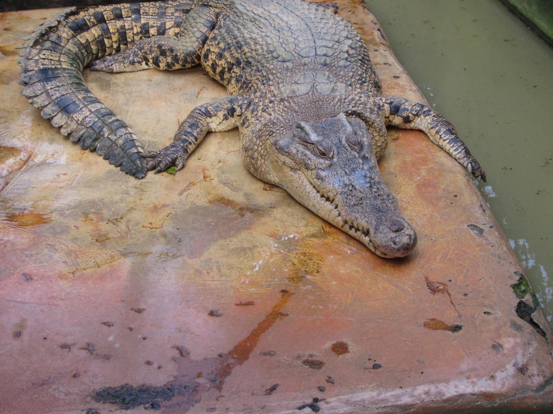 Asam Kumbang Crocodile Farm-棉兰必去景点