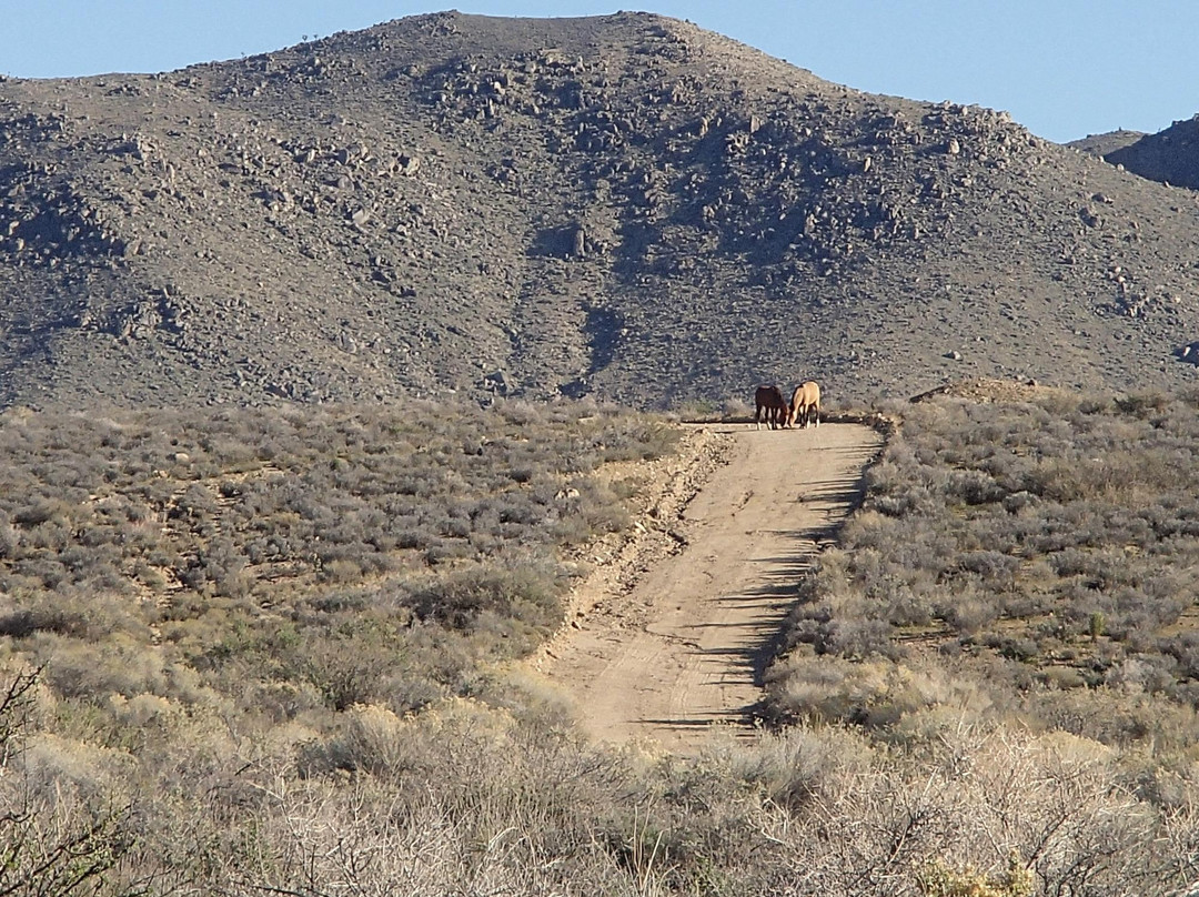 Little Petroglyph Canyon-里奇克莱斯特必去景点