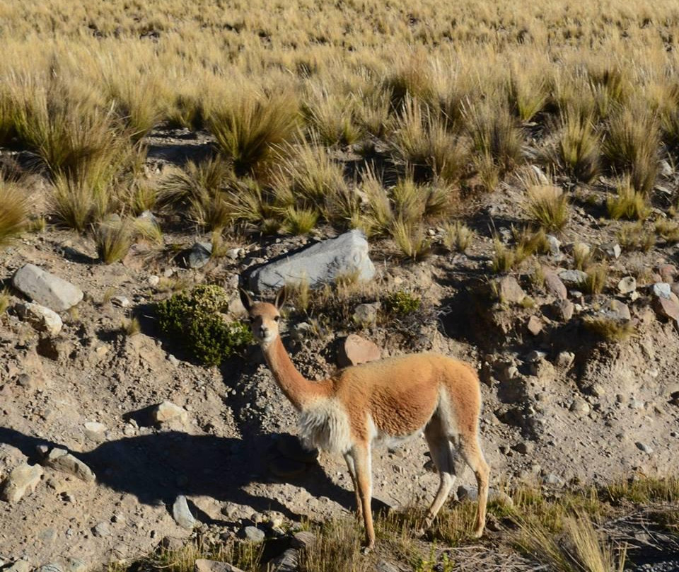 Reserva Nacional Pampa Galeras Barbara D'Achille-Ayacucho必去景点