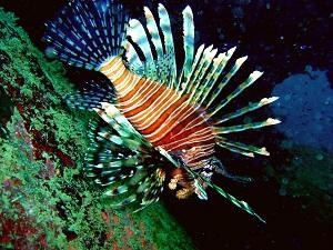 New Zealand Sea Adventures景点图片