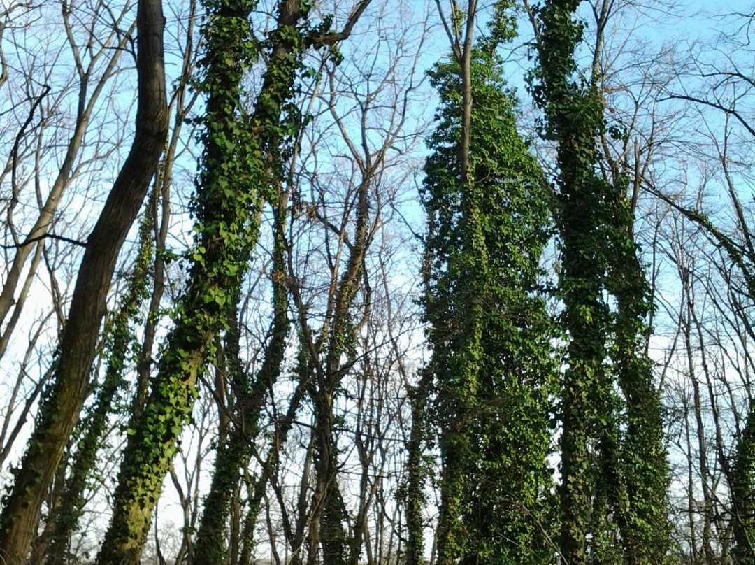 Forest Park Lipnik-鲁塞必去景点