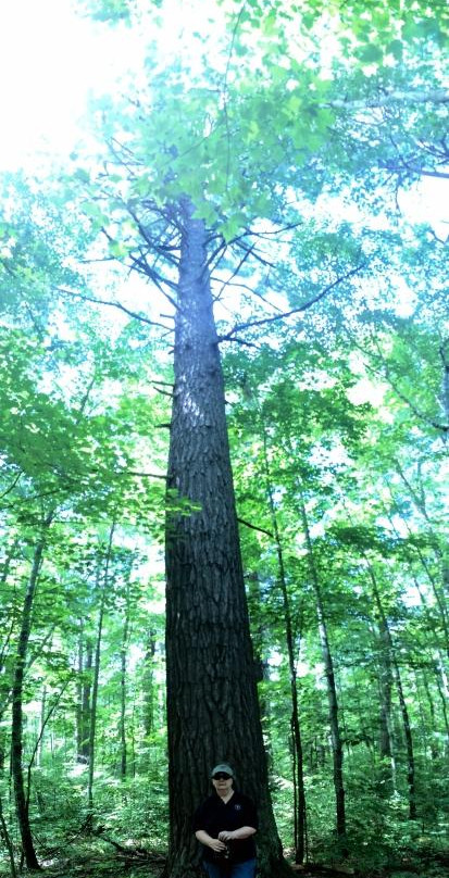 Chippewa National Forest-Cass Lake必去景点