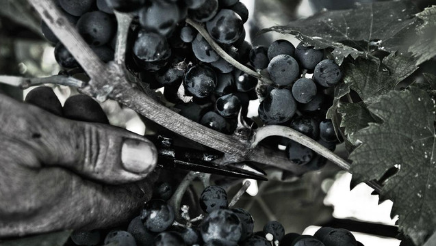 Cantina Rapino-Francavilla Al Mare必去景点