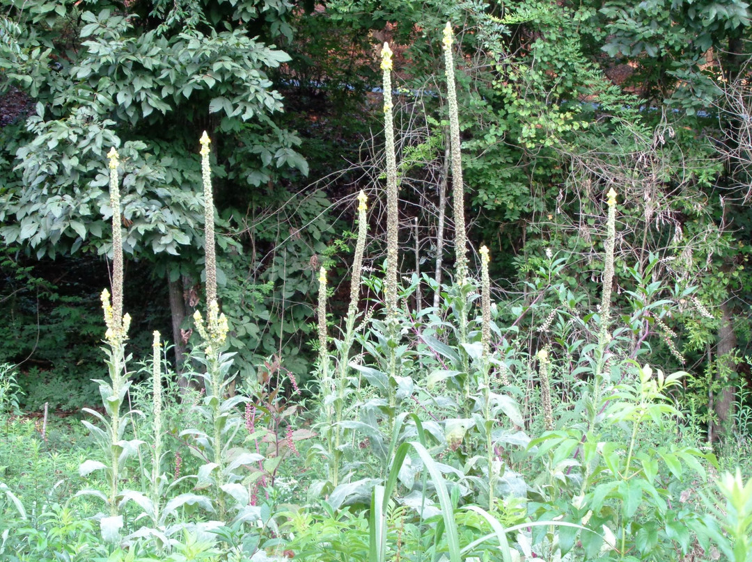 Big Creek Greenway-阿尔法利塔必去景点