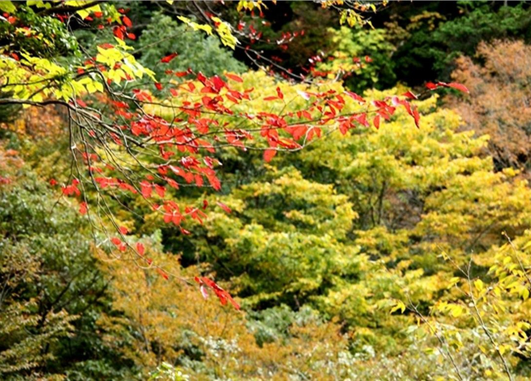 Mitarai Valley景点图片