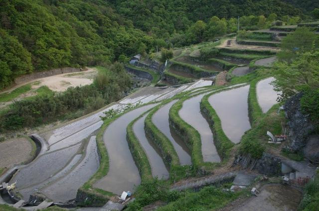 Nakayama Senmaida景点图片