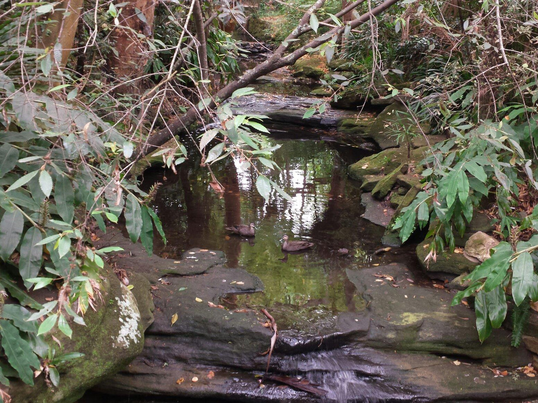 E G Waterhouse National Camellia Gardens-萨瑟兰郡必去景点