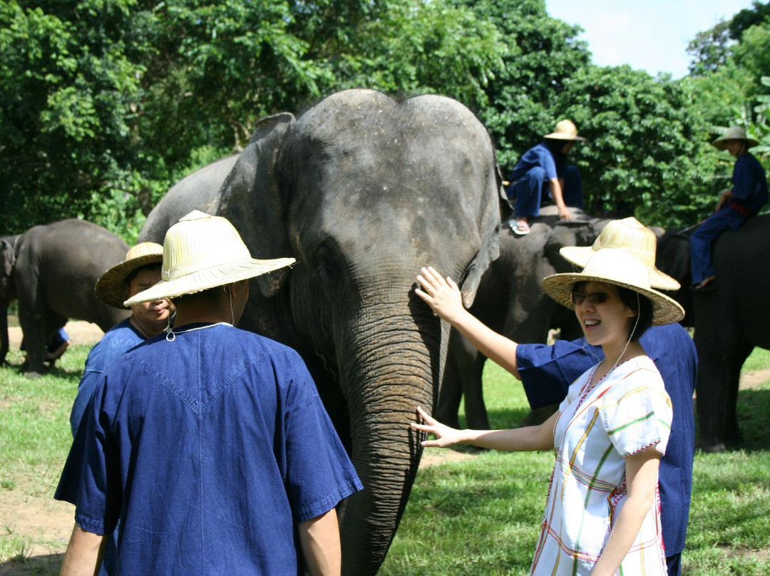 Elephant Life Experience-夜登必去景点