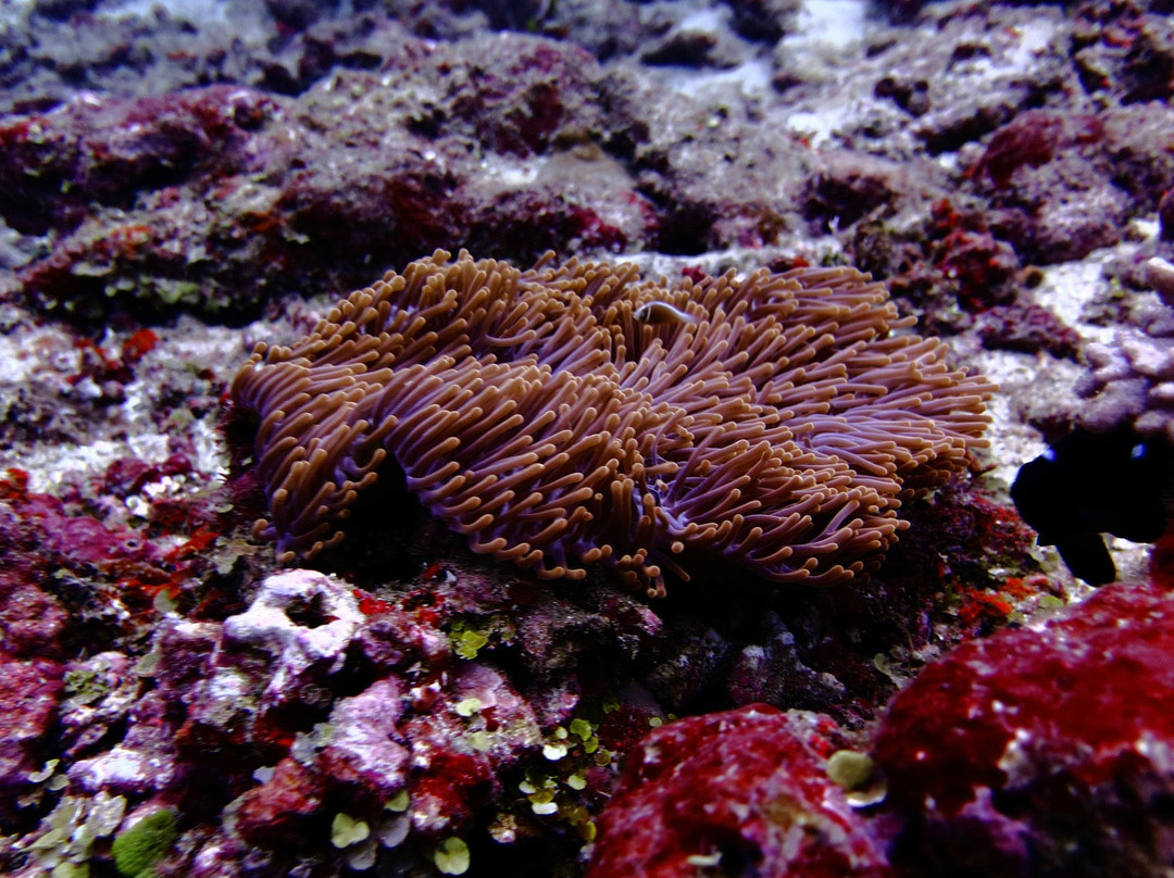 Reef Safari-雅奴卡岛必去景点