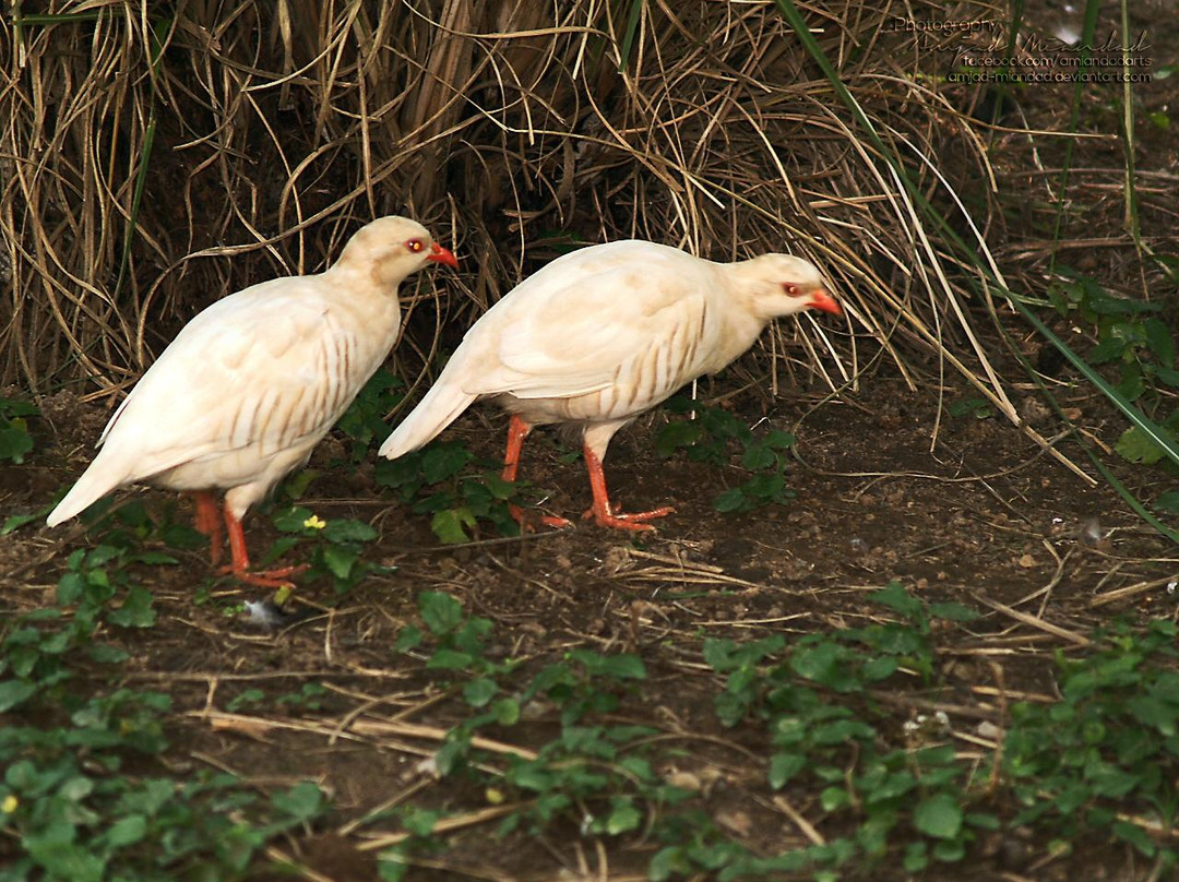 Bird Aviary-伊斯兰堡必去景点