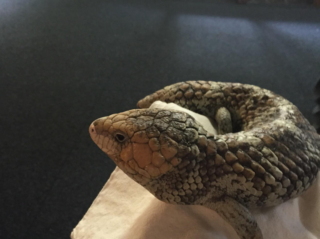 West Australian Reptile Park景点图片