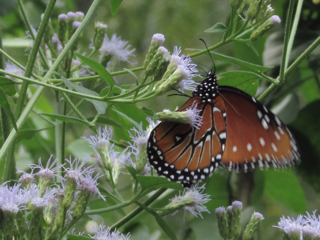 Valley Nature Center-Weslaco必去景点