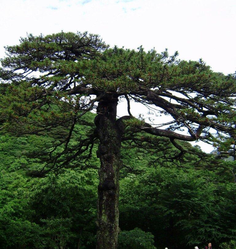 黄山植物大观园-黄山市必去景点