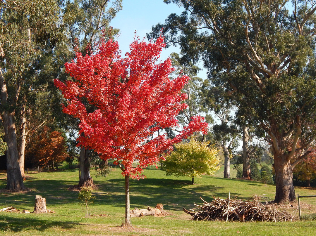 Korumburra Botanic Park-科伦布拉必去景点