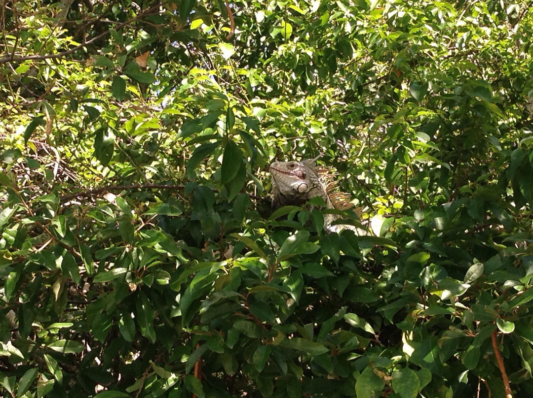 Francis Bay Trail-维尔京群岛国家公园必去景点