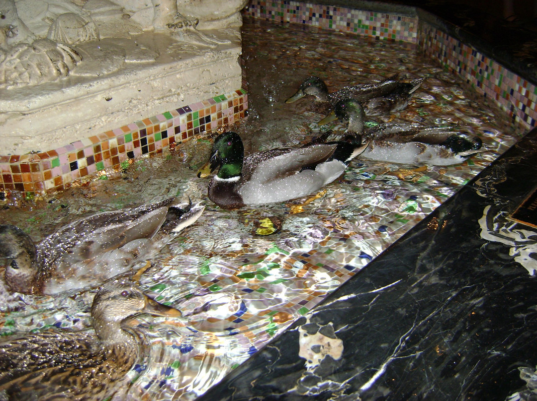 The Peabody Ducks-孟菲斯必去景点