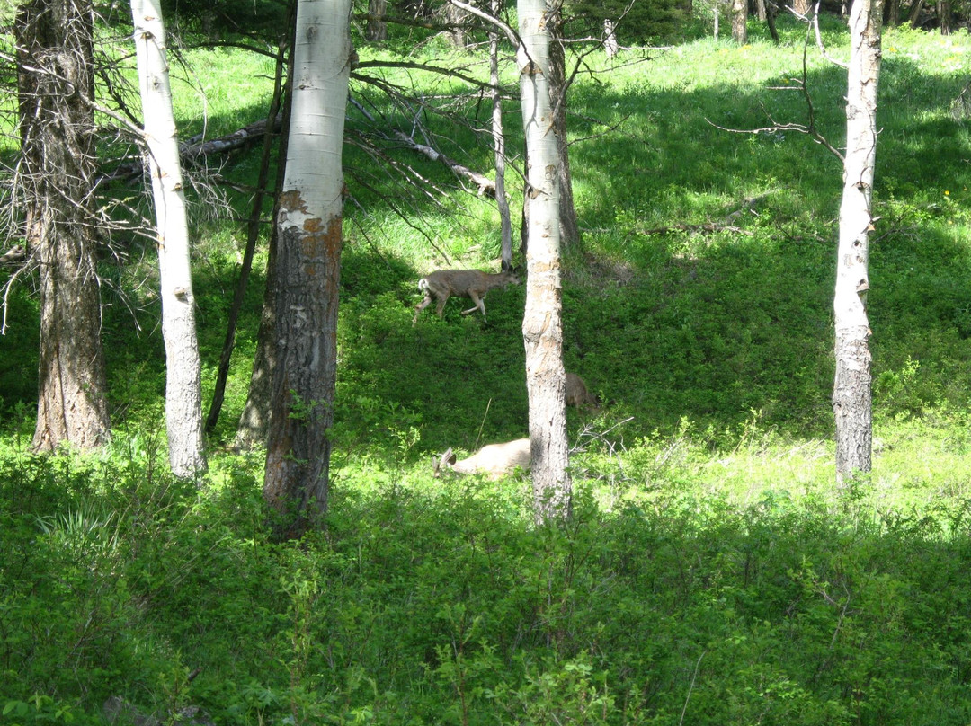 Beaver Ponds Loop Trail景点图片