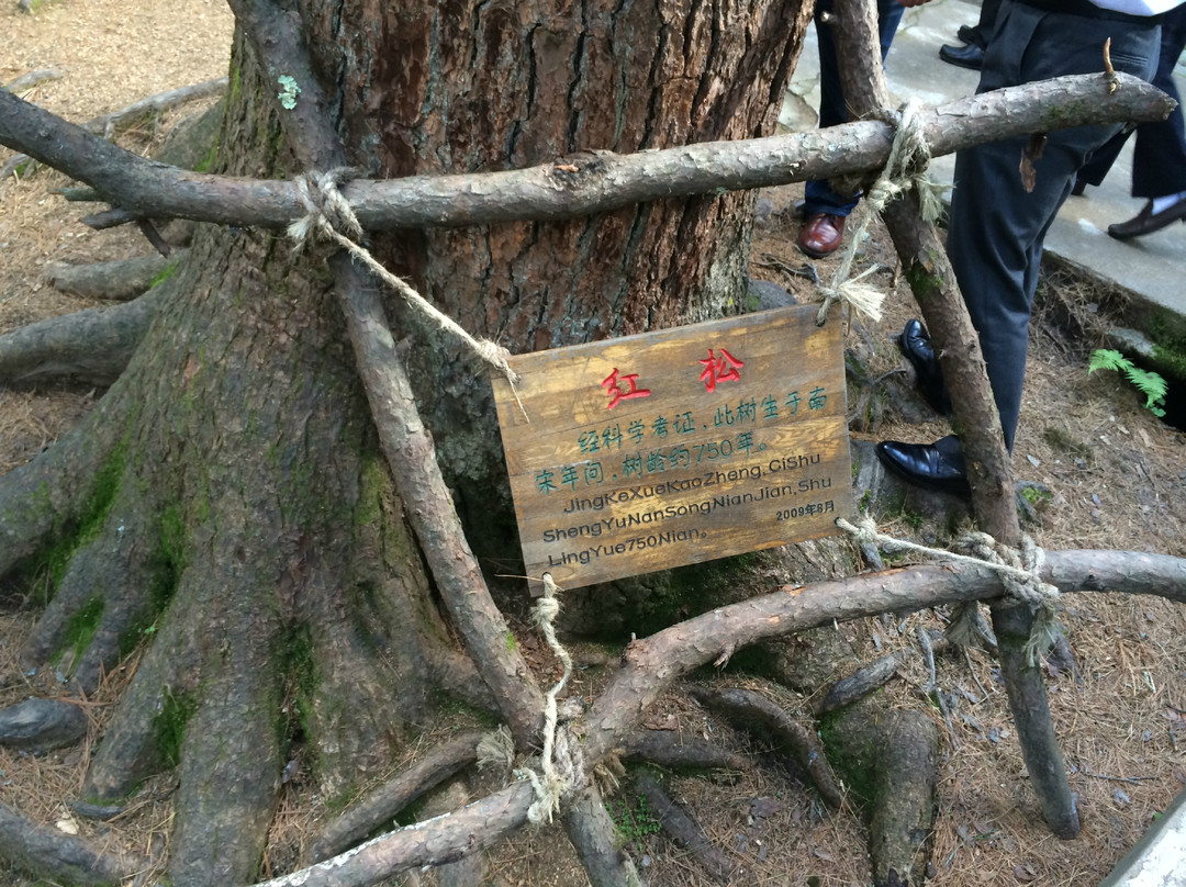 五营森林公园-伊春市必去景点