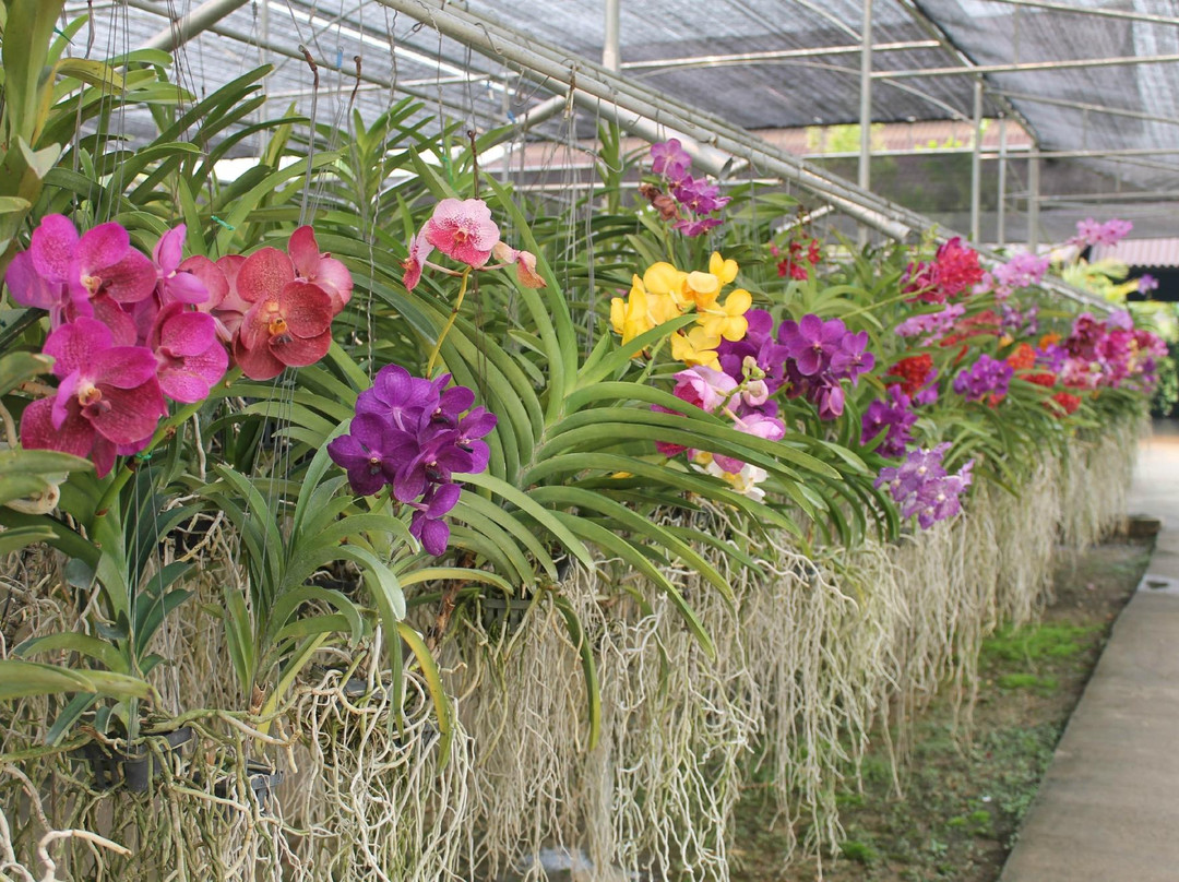 兰花和蝴蝶园-清迈必去景点