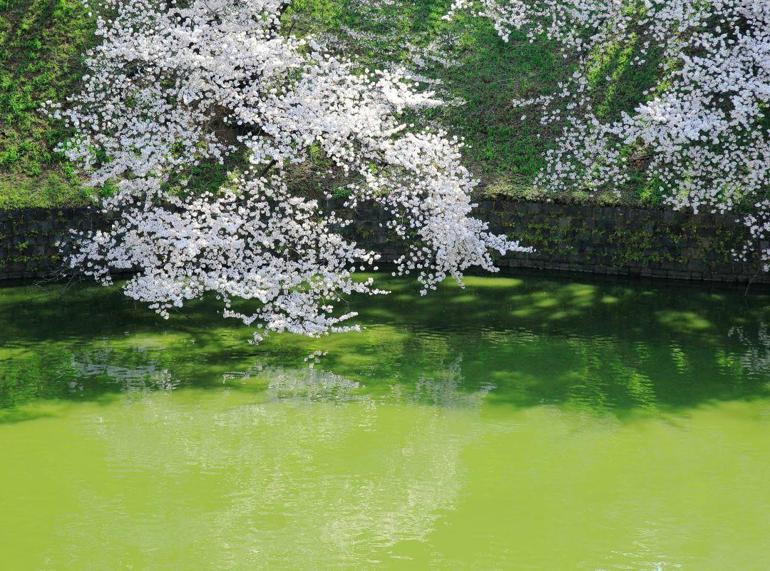 Chidoriga-fuchi Park-Kojimachi必去景点
